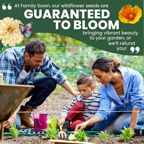 Family Sown 2026 season seed packaging showcases fresh seeds.