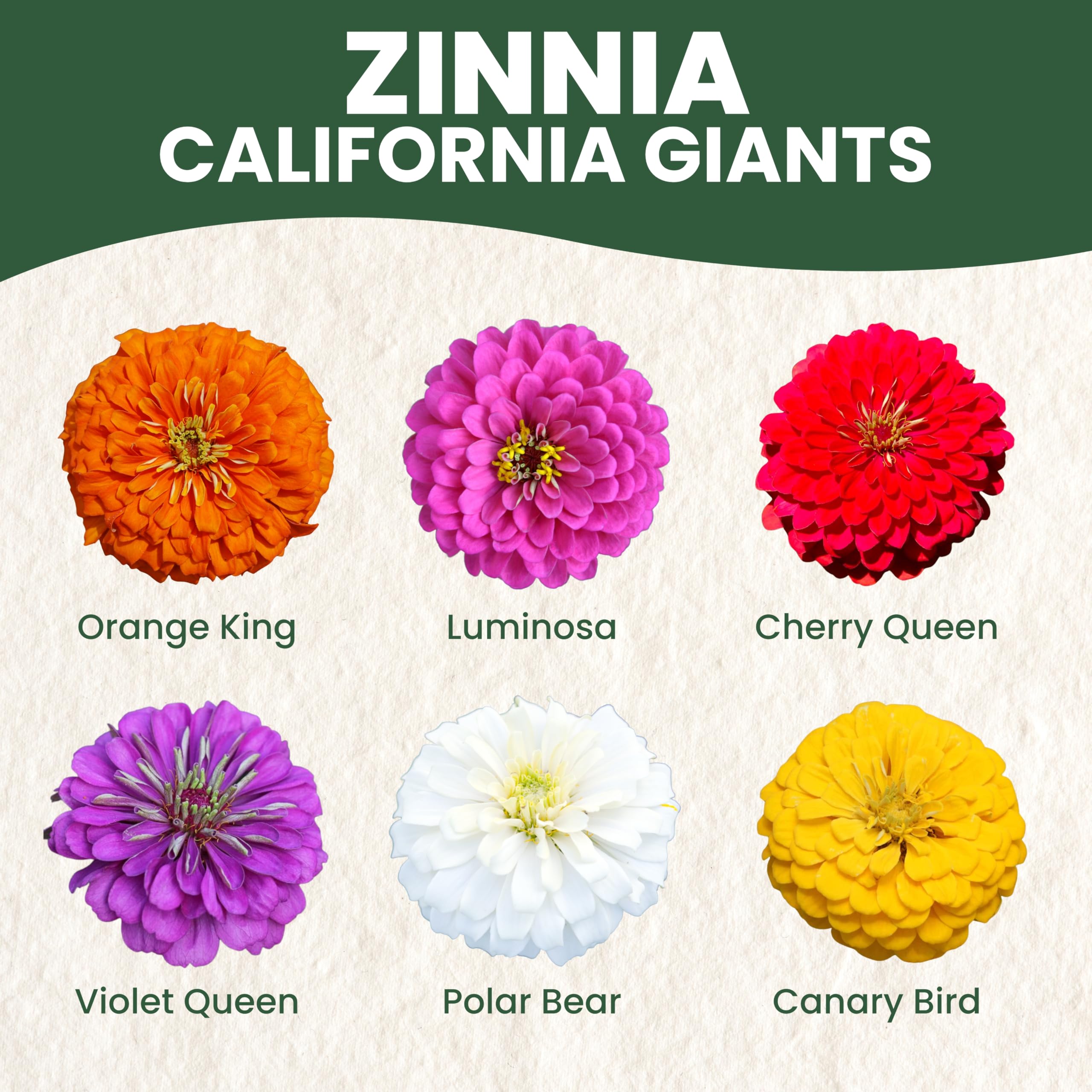 Over 250 live seeds in a 2,500mg envelope for easy planting.