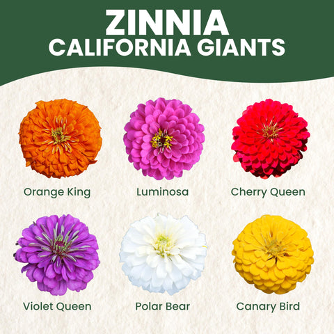 Over 250 live seeds in a 2,500mg envelope for easy planting.