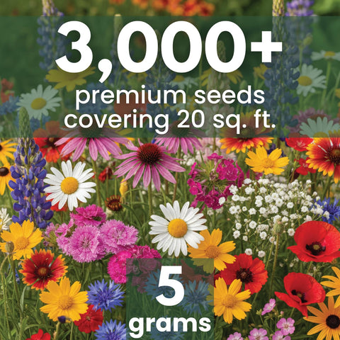 Family Sown Northeast natives mix with 3,000 seeds for vibrant, long-season meadow color.