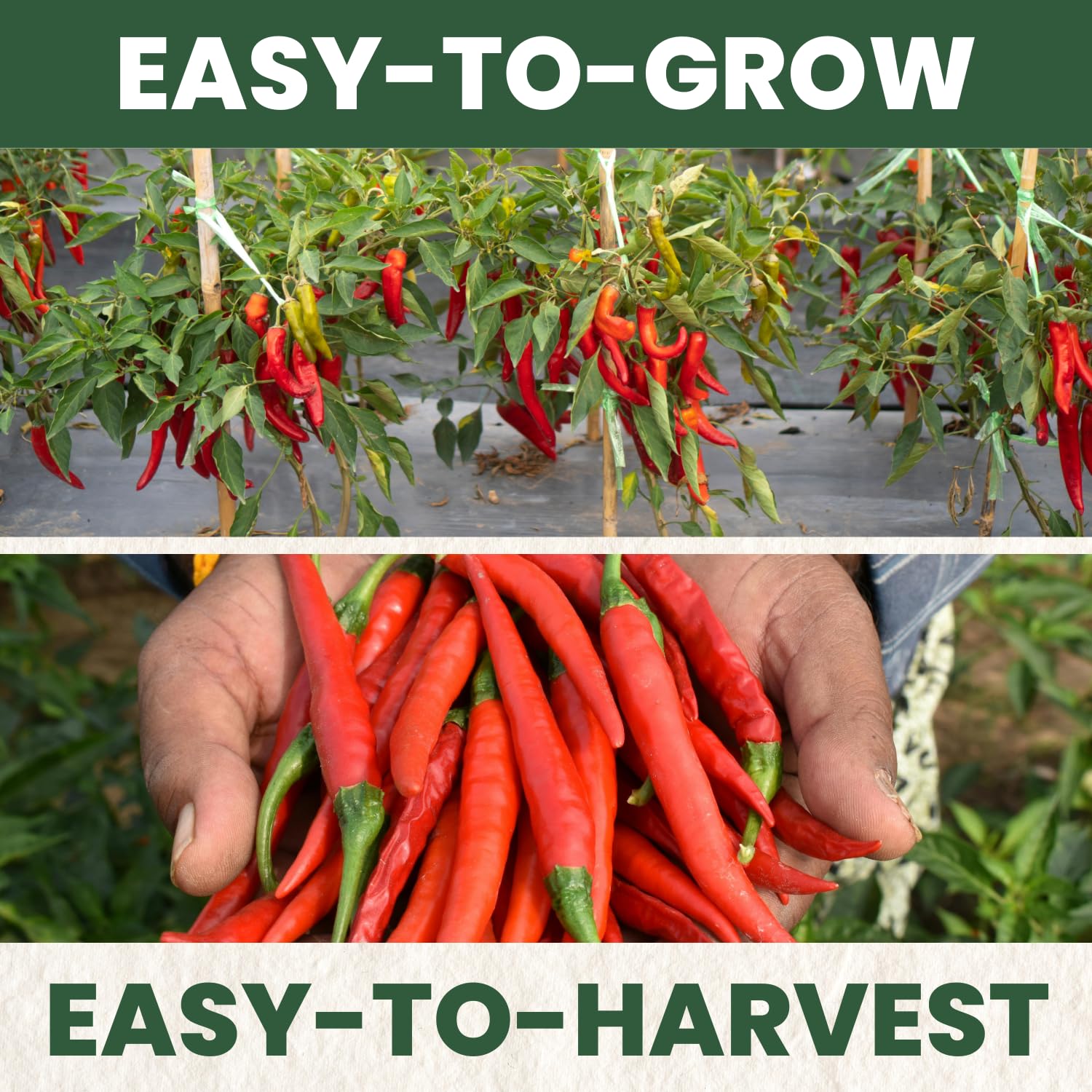 Family Sown 400-milligram freshness pouch protects seeds and extends shelf life.