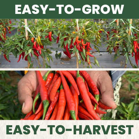 Family Sown 400-milligram freshness pouch protects seeds and extends shelf life.