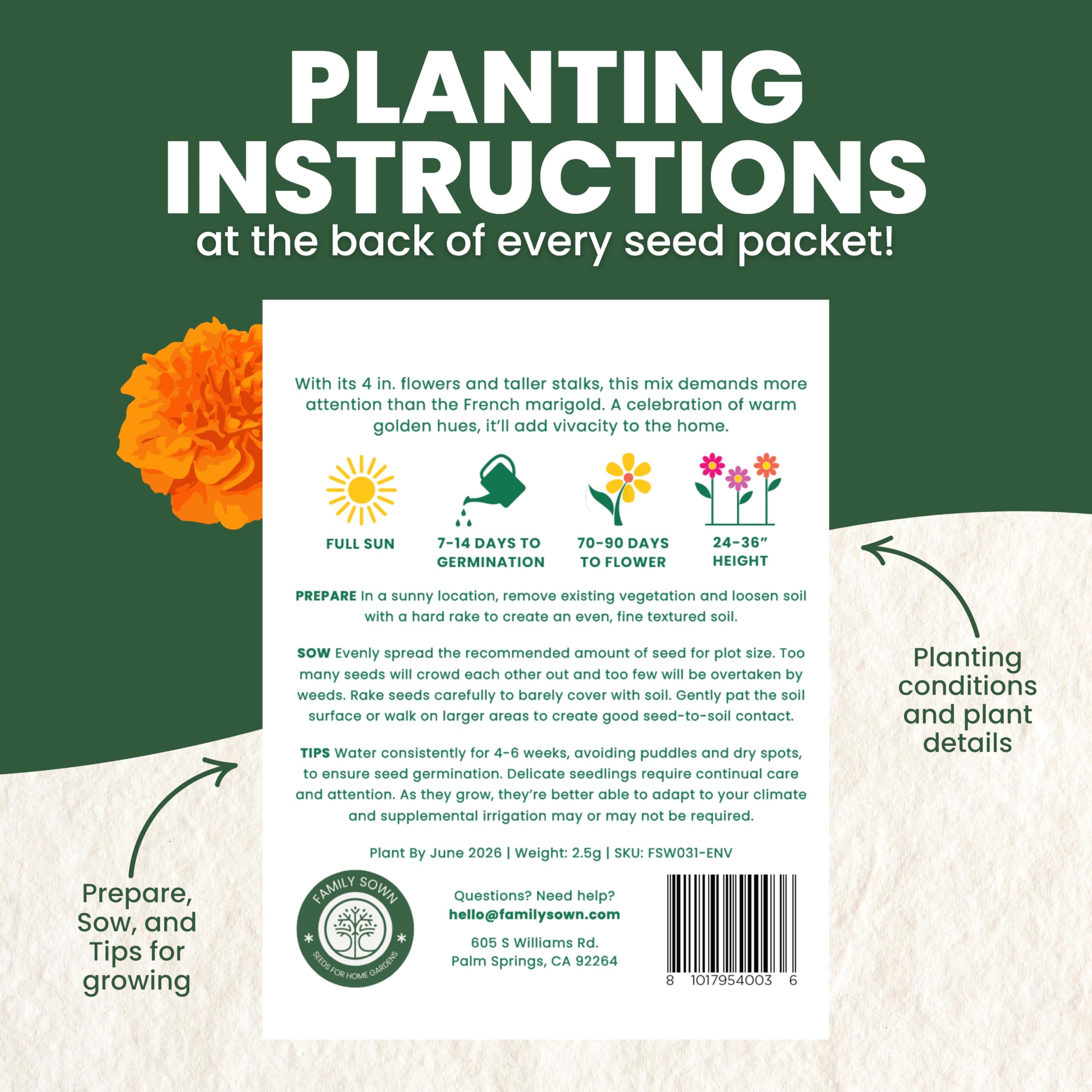 FAMILY SOWN African Marigold border garden image ready for sunny bed design.