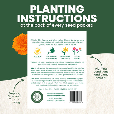 FAMILY SOWN African Marigold border garden image ready for sunny bed design.