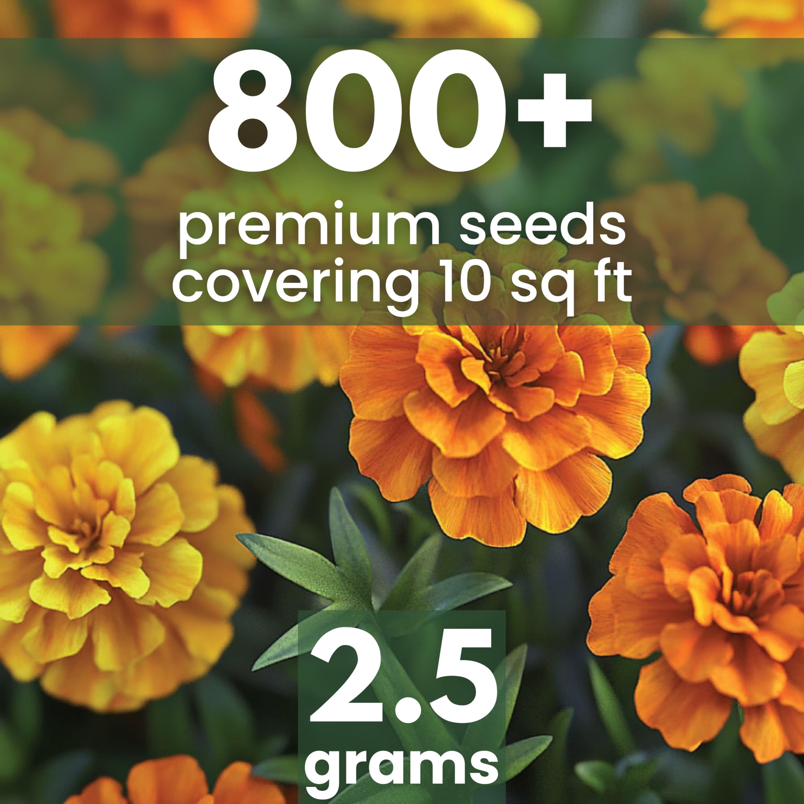 FAMILY SOWN Crackerjack seeds pack ready for quick sowing and bright bloom display.