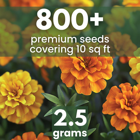 FAMILY SOWN Crackerjack seeds pack ready for quick sowing and bright bloom display.
