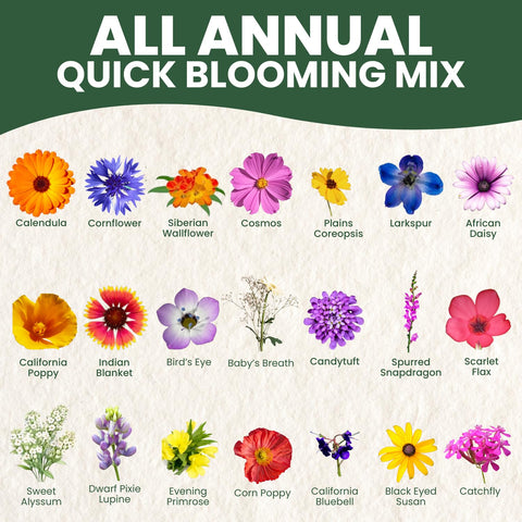 Family Sown annual bloom bed in spring offers lush color for borders