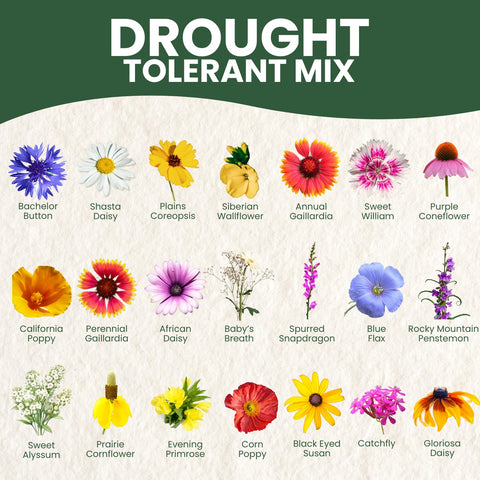 Family Sown arid-garden setup shown with drought-tolerant blooms.