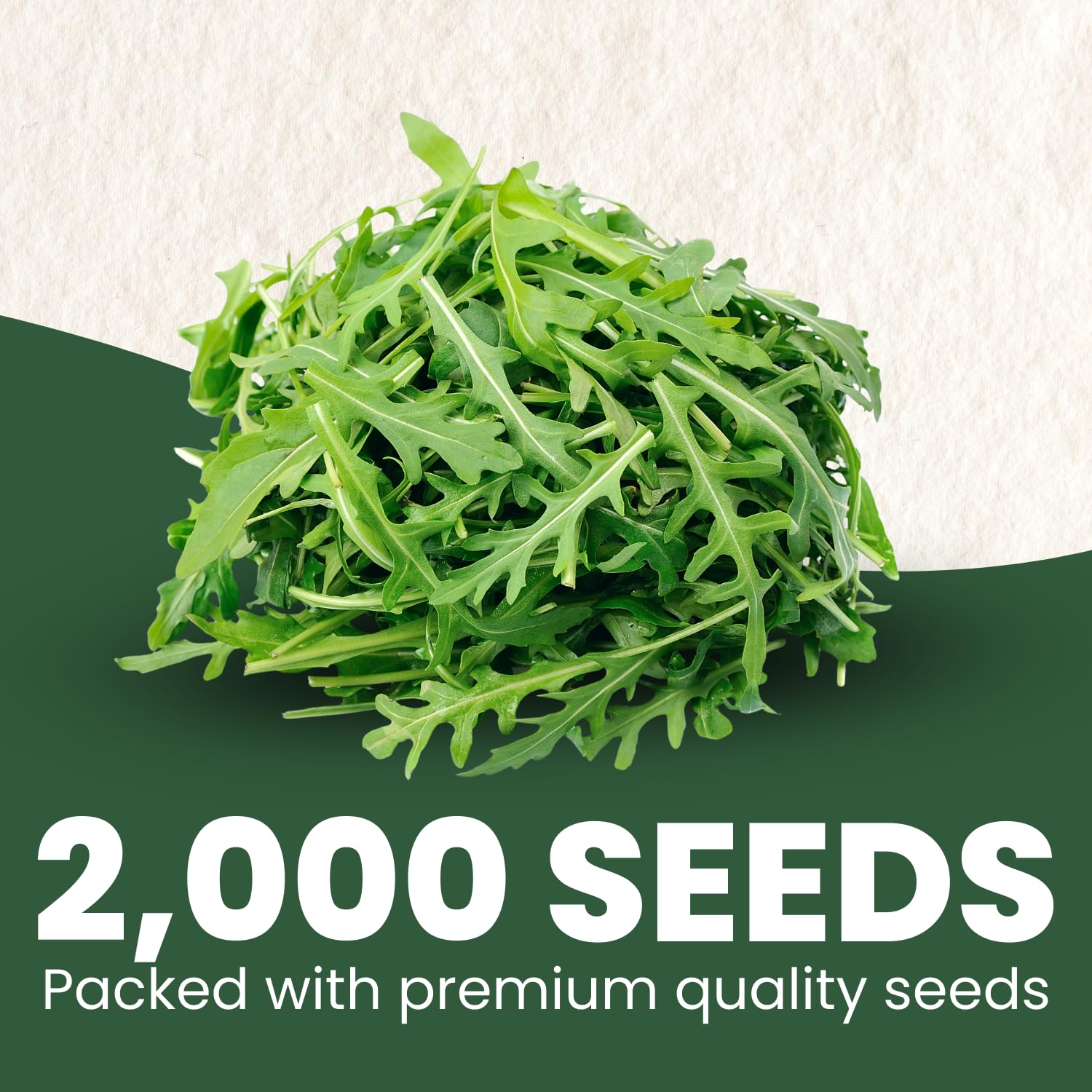 Family Sown Arugula Ruquette leaves provide peppery flavor for salads.