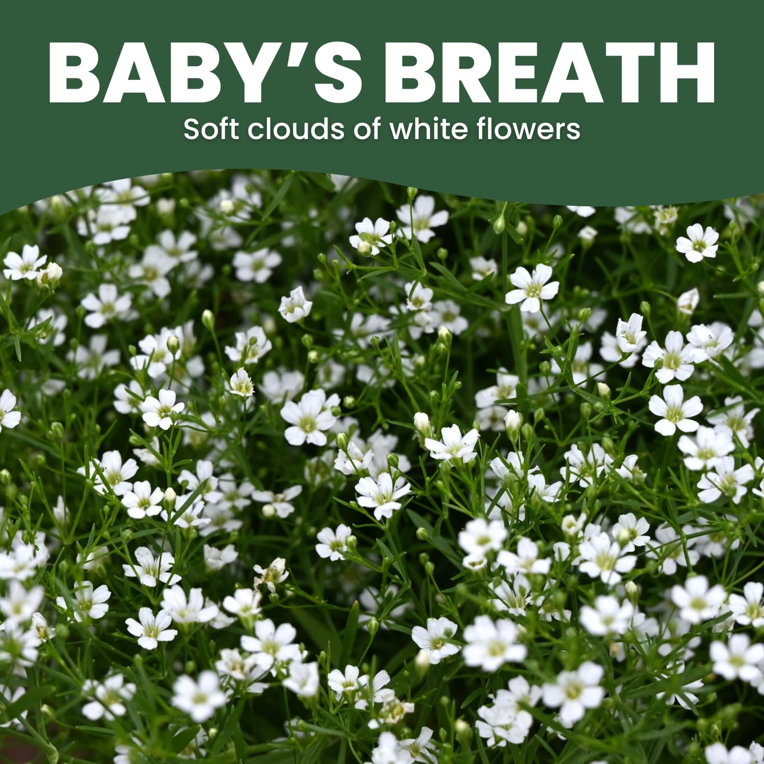 Family Sown Baby's Breath 2026 packaging keeps seeds fresh for reliable germination.