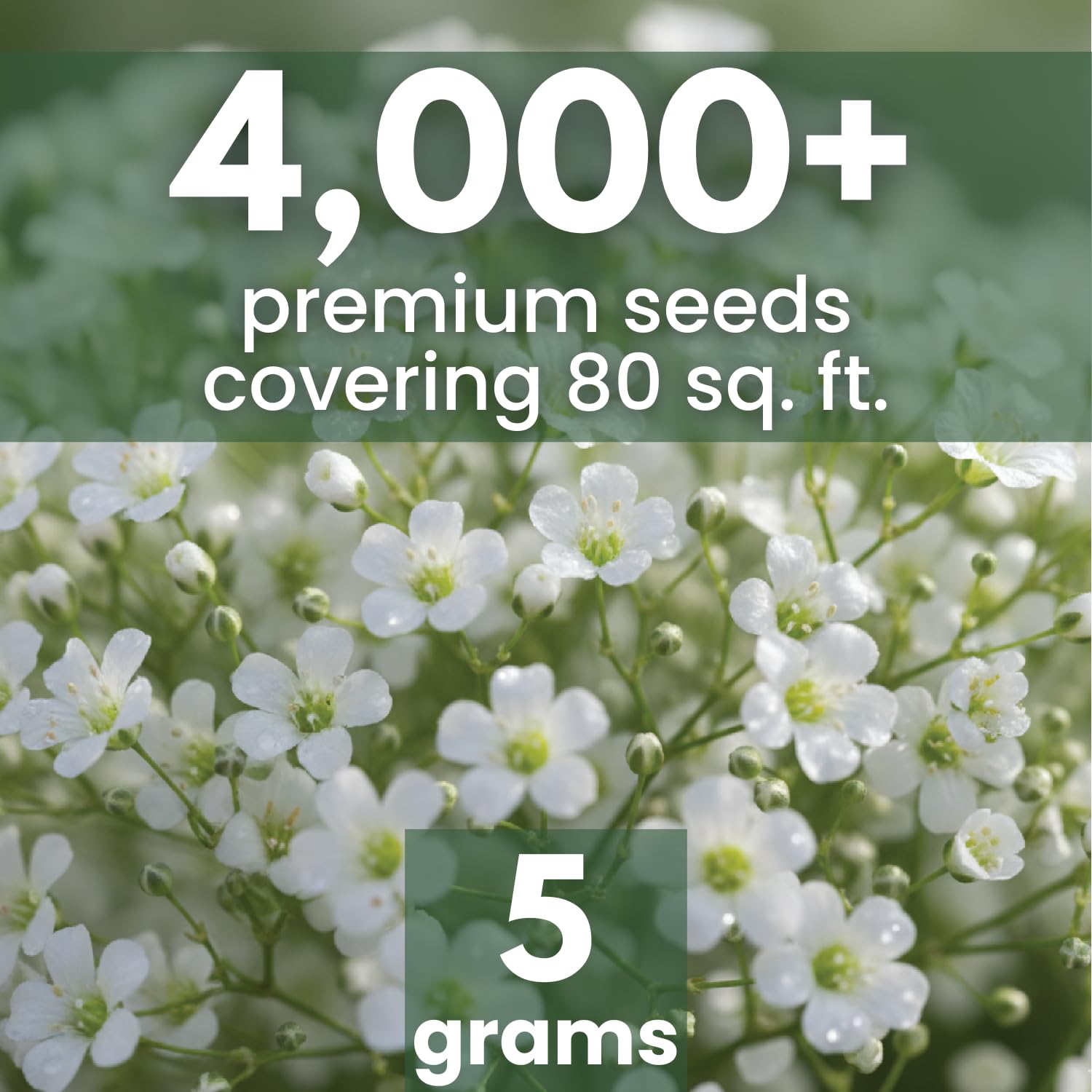 Family Sown Baby's Breath cloud-like blooms elevate bouquets and wedding arrangements.