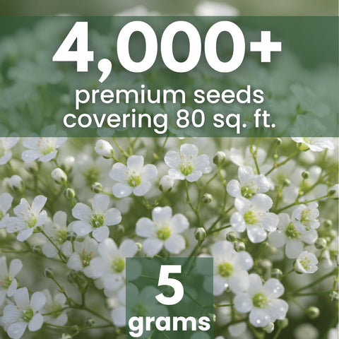 Family Sown Baby's Breath cloud-like blooms elevate bouquets and wedding arrangements.