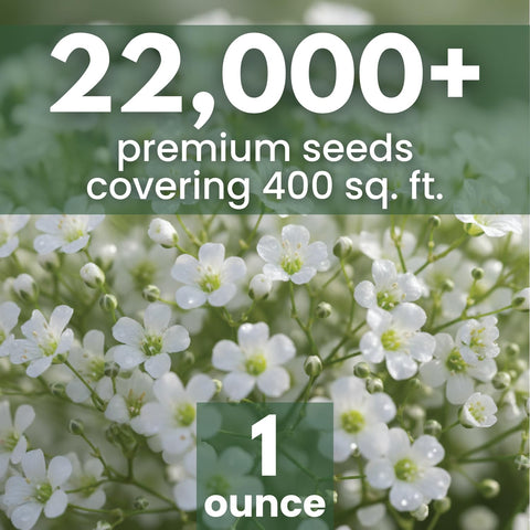 Family Sown Baby's Breath seeds showing 22,000 count for wide coverage.