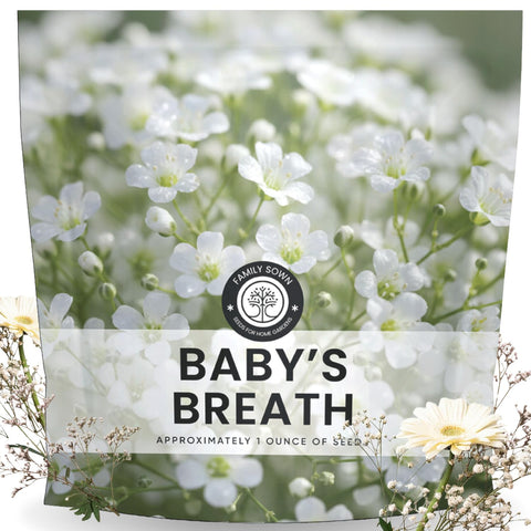 Family Sown Baby's Breath seeds pack ready for planting in beds.