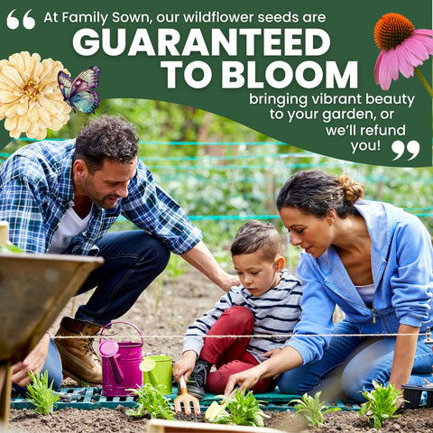 FAMILY SOWN Bee Friendly Mix bloom-season display with vibrant color.