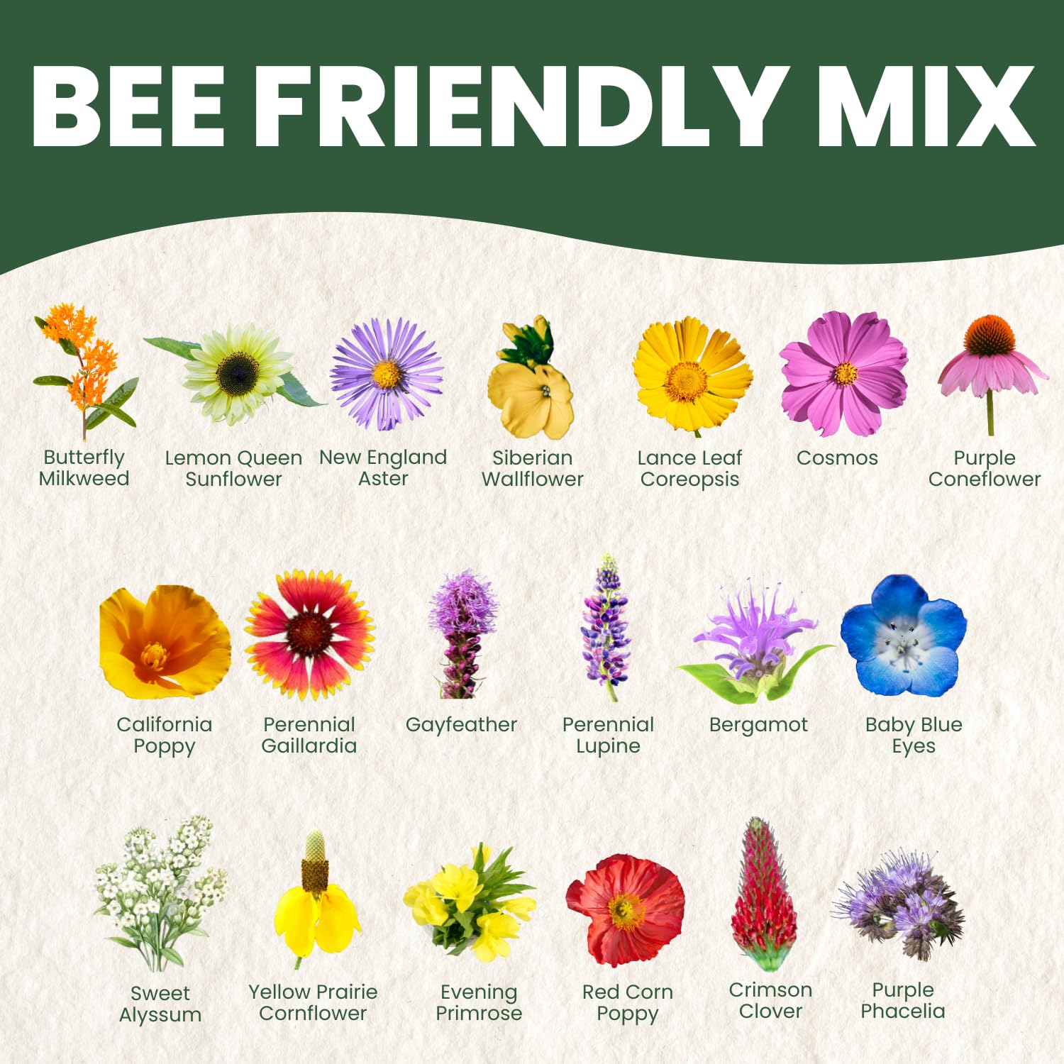 FAMILY SOWN Bee Friendly Mix border and meadow planting for a colorful garden.