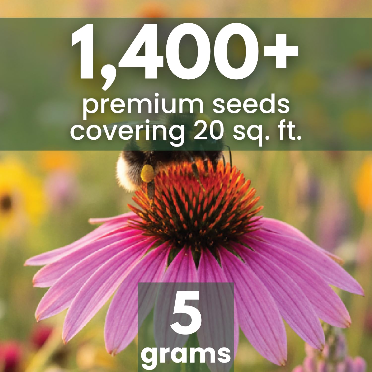 FAMILY SOWN Bee Friendly Mix pollinator garden close-up with nectar-rich blossoms.