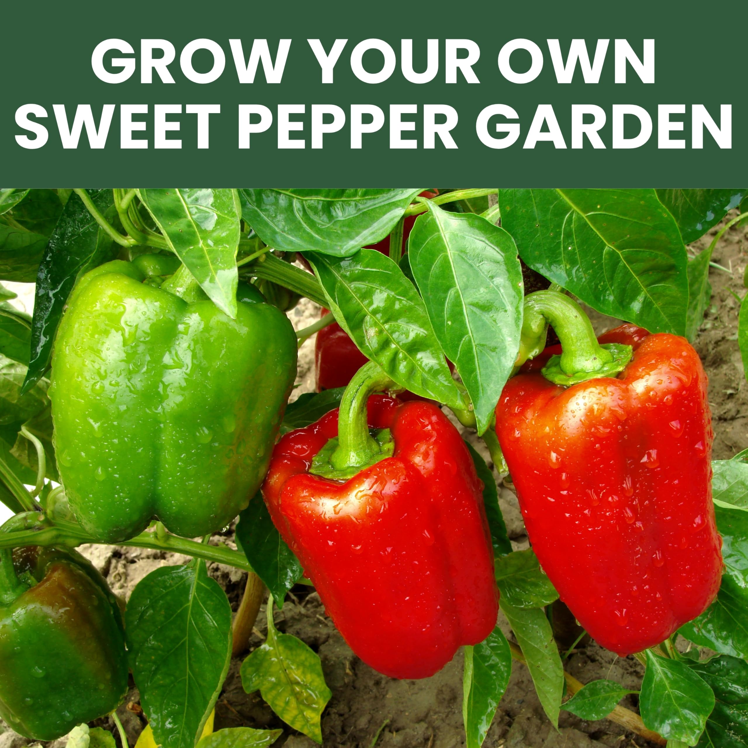 Family Sown Big Red pepper seeds, versatile for stuffing and grilling.