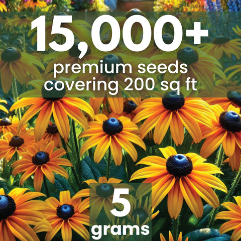 Close-up of yellow Black Eyed Susan blooms with dark centers for vibrant garden color