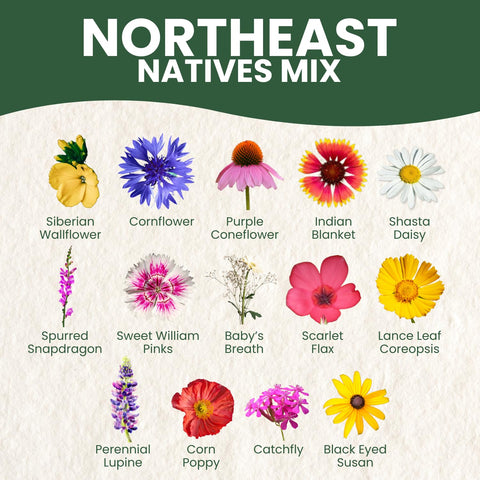 Family Sown Black-Eyed Susan in the mix for bright, enduring blooms.