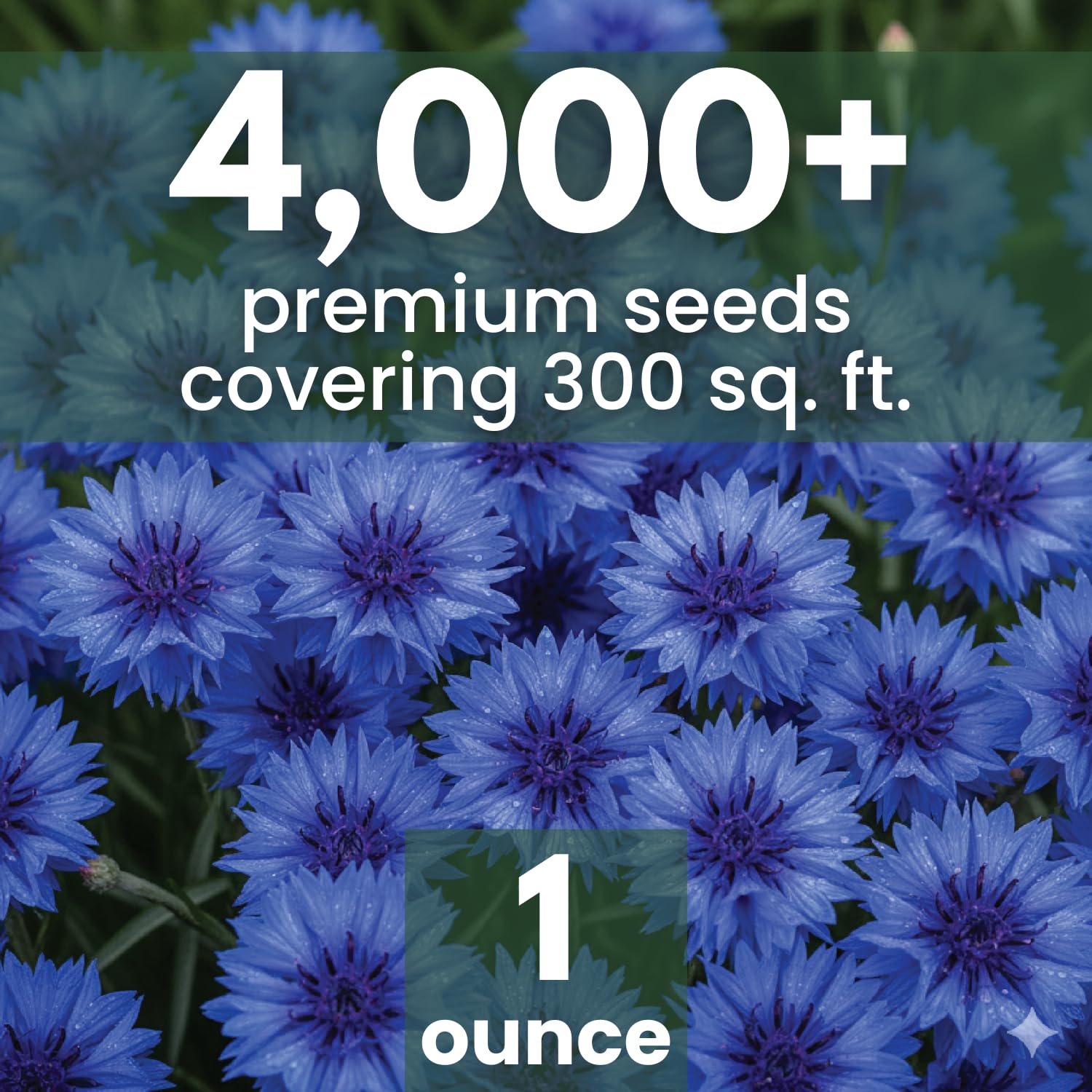 FAMILY SOWN blue cornflower bloom closeup displays sapphire blossoms for cottage gardens.
