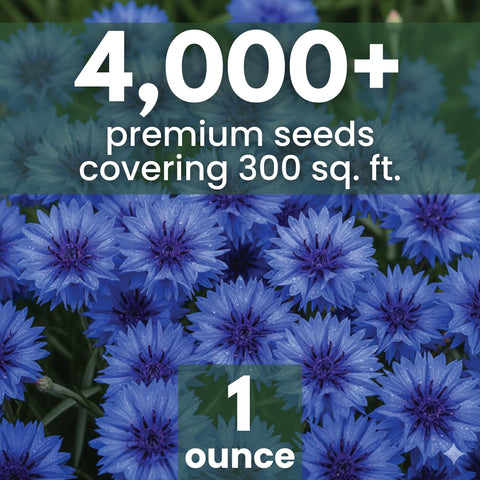 FAMILY SOWN blue cornflower bloom closeup displays sapphire blossoms for cottage gardens.