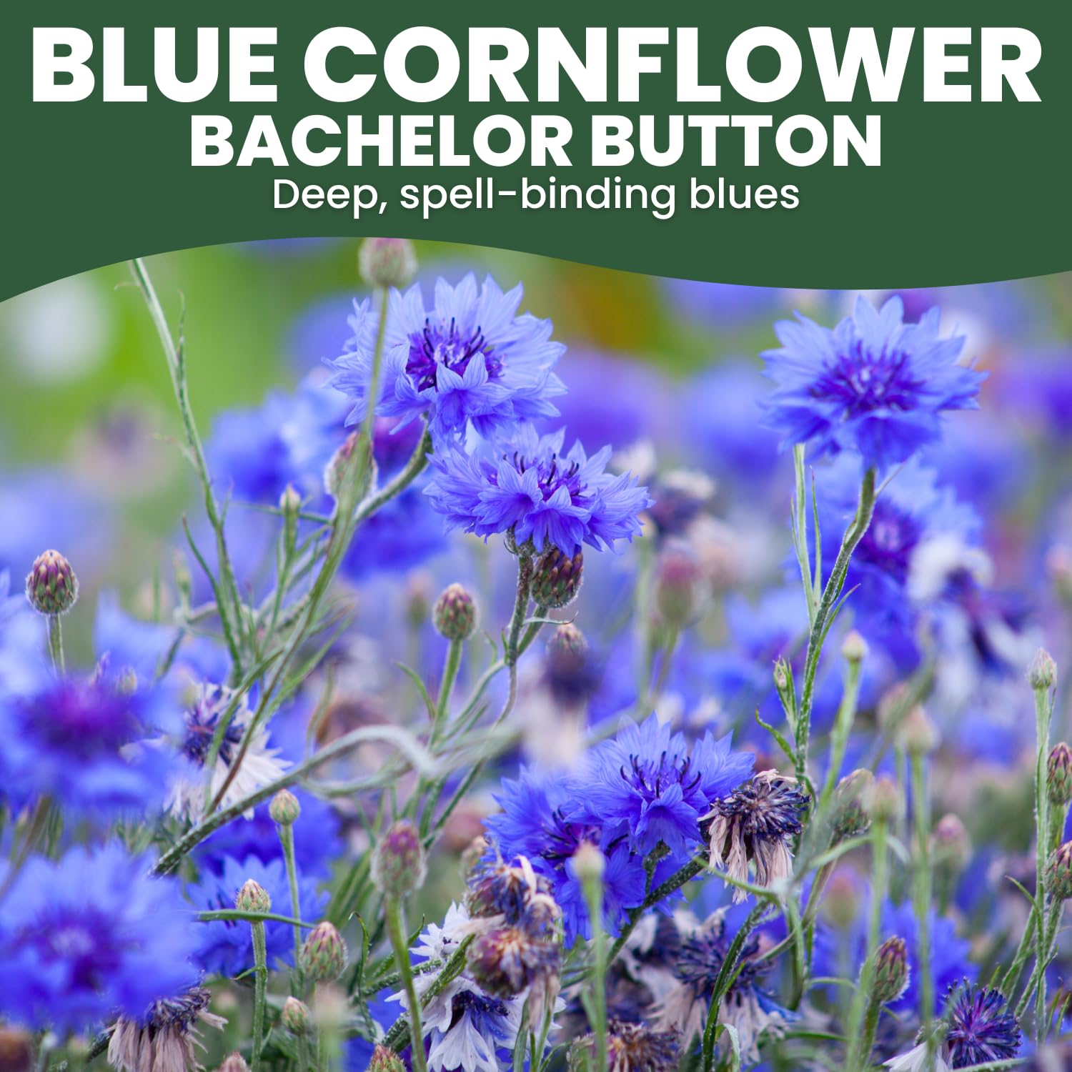 Family Sown Blue Cornflower border flowers adding striking color to beds