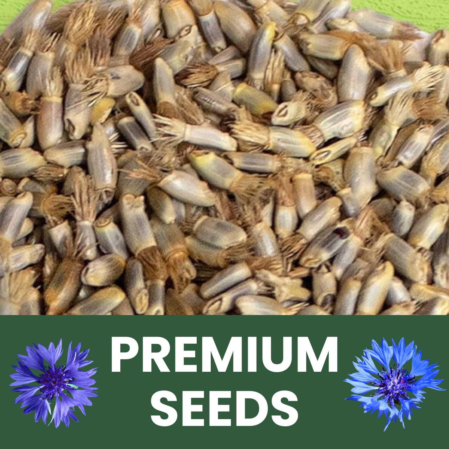 FAMILY SOWN blue cornflower border planting displays ideal color for beds.