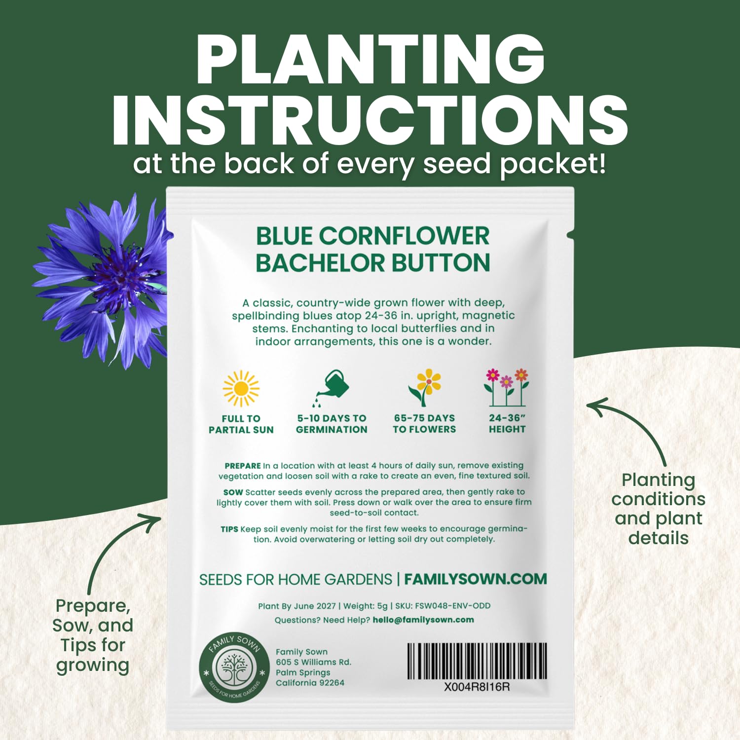 Family Sown Blue Cornflower seedling in soil showing healthy growth