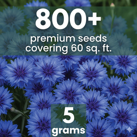 Family Sown Blue Cornflower sprouting seeds indicating reliable germination
