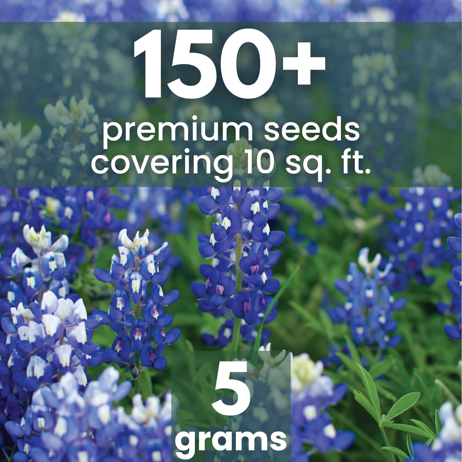 Bluebonnet bloom spikes from Family Sown add vertical color to lawns and borders.