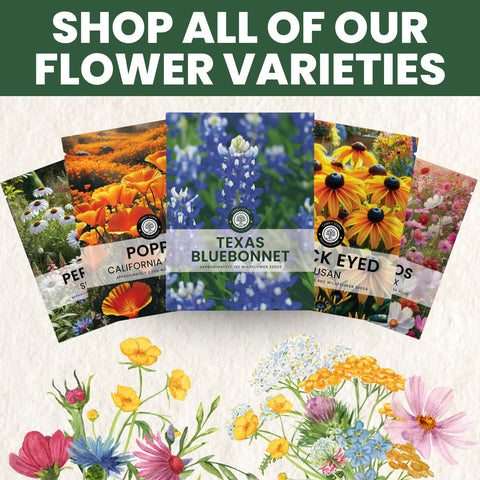 Fresh 2026 season seeds from Family Sown promise reliable germination and healthy rosettes.