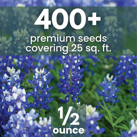 Family Sown bluebonnet seeds ready to germinate for a thriving garden.