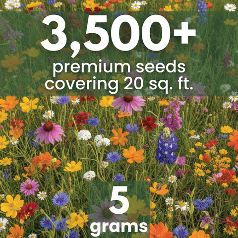 Family Sown blend blooms: bluebonnet and Indian Blanket