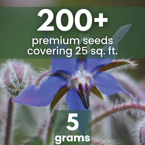 Family Sown blue borage blooms display cucumber-like flavor in salads.