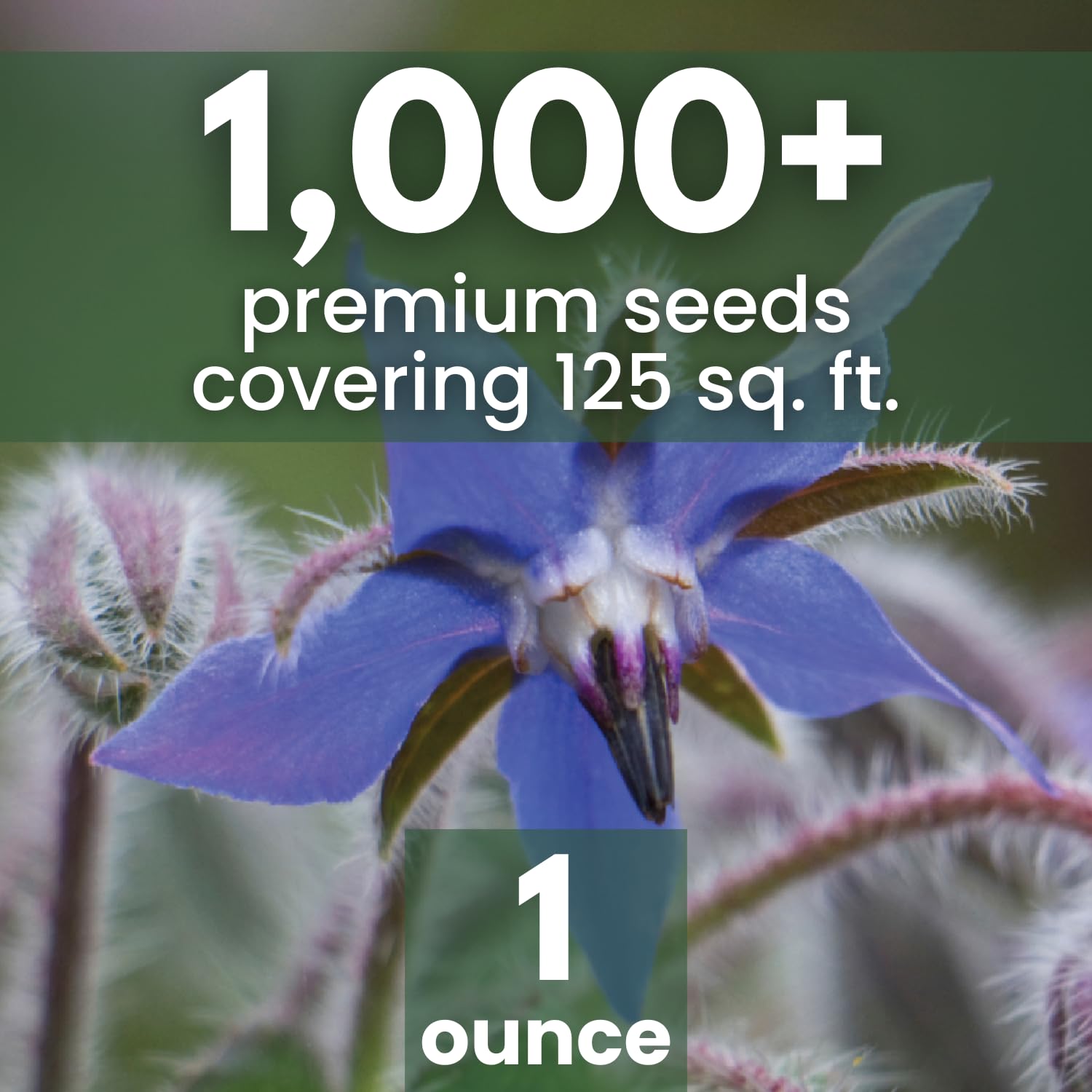 Family Sown blue borage flower close-up, ideal for salads and pollinator gardens.