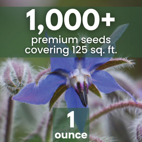 Family Sown blue borage flower close-up, ideal for salads and pollinator gardens.
