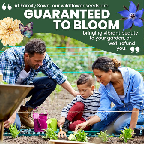 Family Sown borage seeds for edible star-shaped blooms in beverages and garnishes.