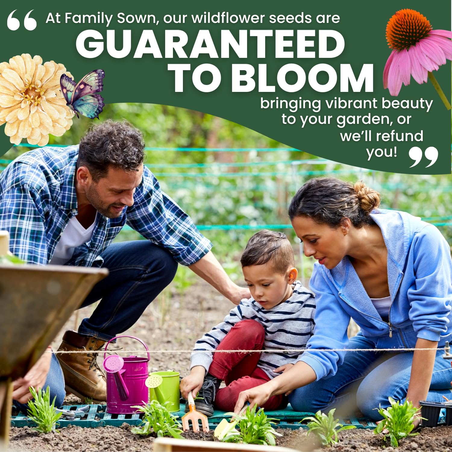 Family Sown Border-ready coneflowers ideal for meadows and borders.