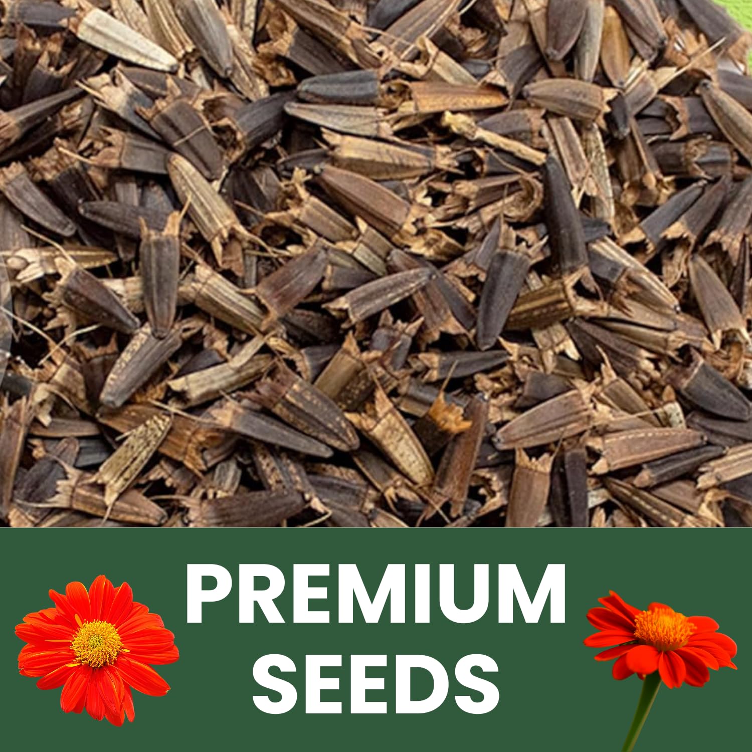 Family Sown seeds ideal for borders, wildflower gardens, and pollinator zones.