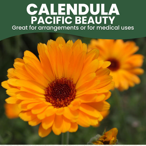 Garden border display featuring Calendula Pacific Beauty for vibrant color