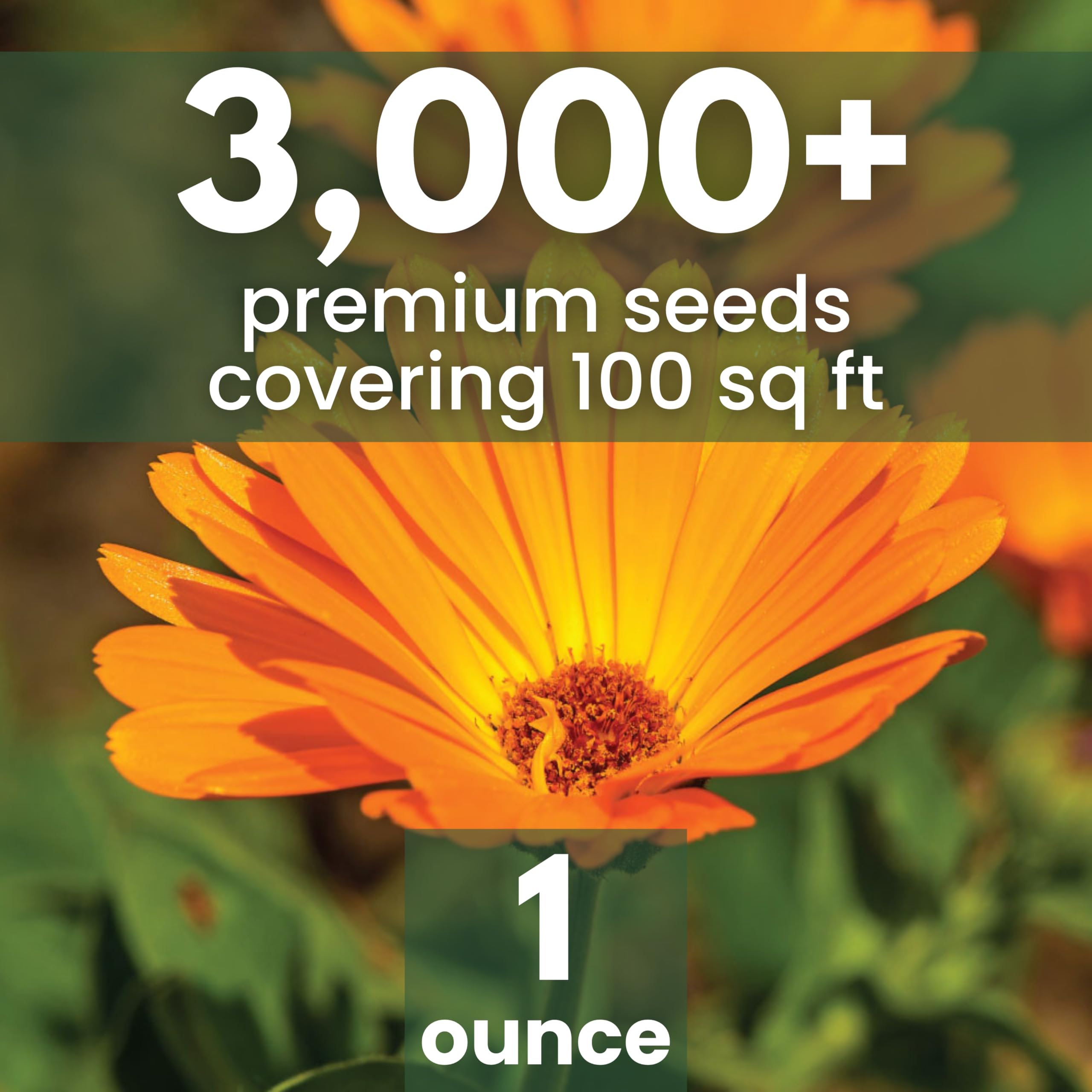 Family Sown Calendula Pacific Beauty seeds pouring for quick planting