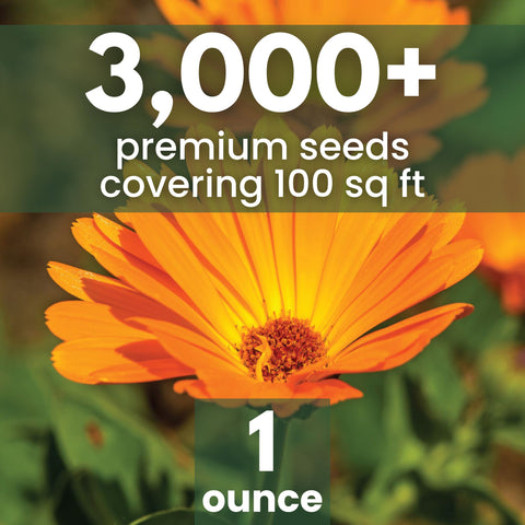 Family Sown Calendula Pacific Beauty seeds pouring for quick planting