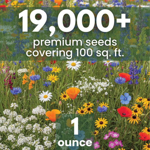 Family Sown California Regional Mix seeds spread in garden for vibrant growth.