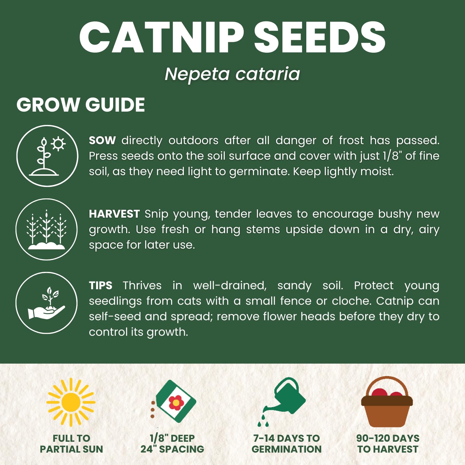 Family Sown catnip garden attracting bees and pollinators