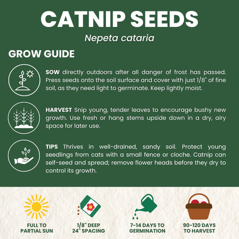 Family Sown catnip garden attracting bees and pollinators
