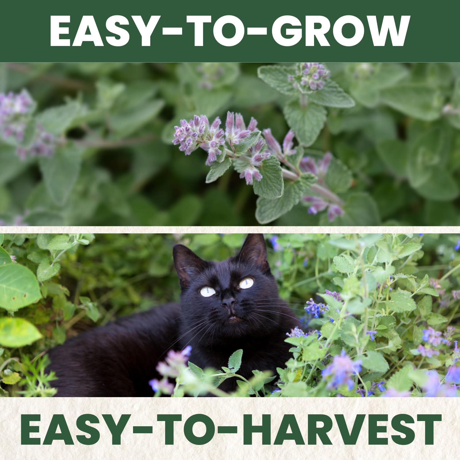 Family Sown catnip seeds with pets playing for indoor fun