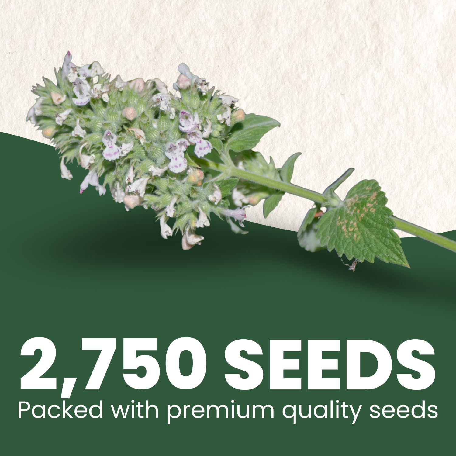 Family Sown catnip seeds closeup highlighting high viability