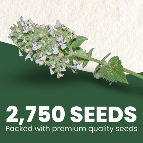 Family Sown catnip seeds closeup highlighting high viability