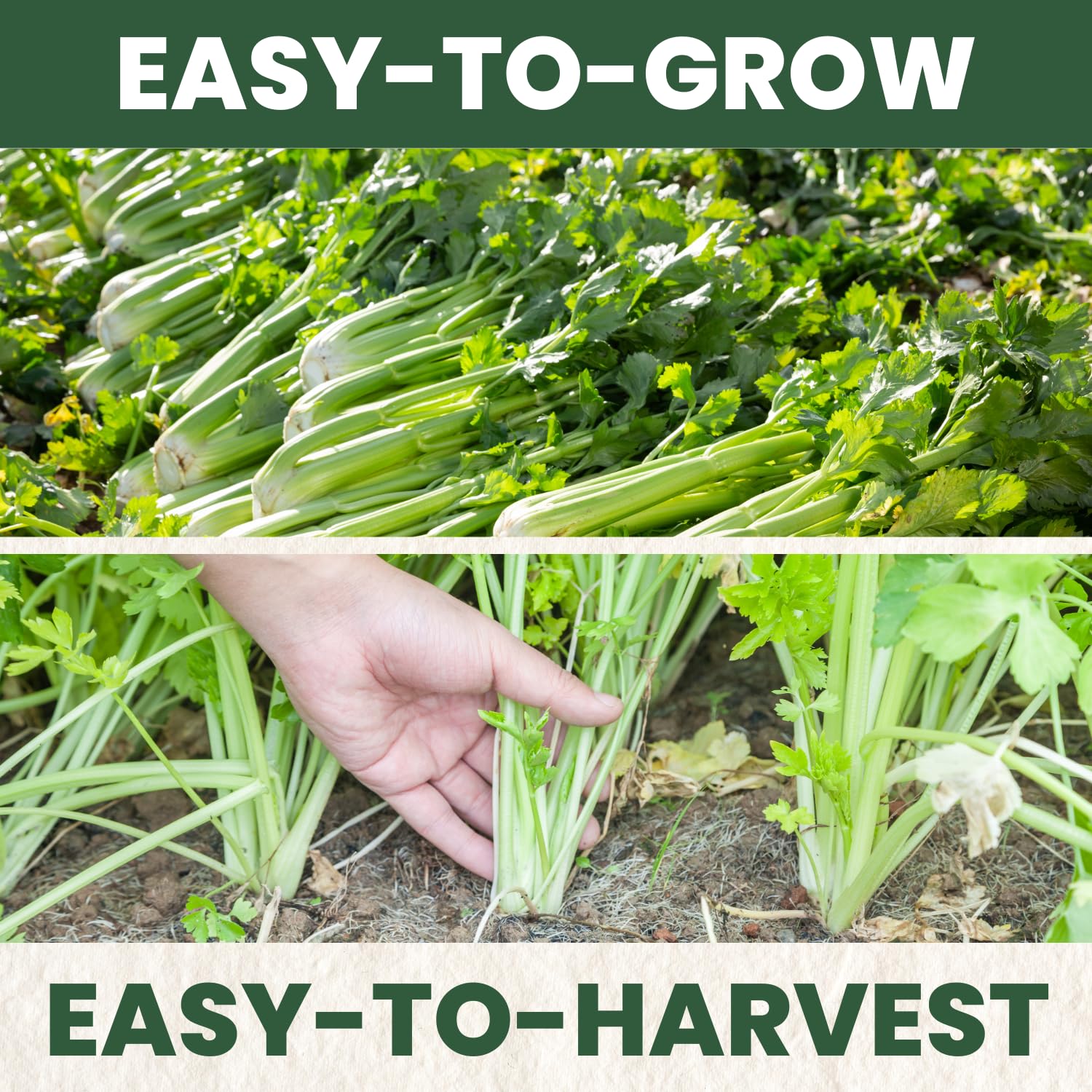 2g freshness pouch shown protecting seed vigor and shelf life.